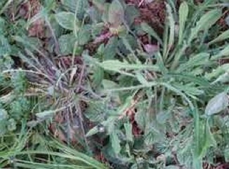 Phytoalimurgia