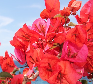 Fiori