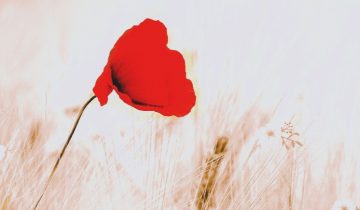 fiore rosso